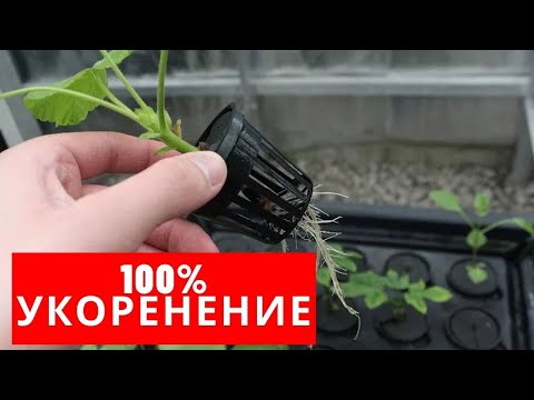 Видео: 100% УКОРЕНЕНИЕ любых ГЕРАНЕЙ (ПЕЛАРГОНИЙ)