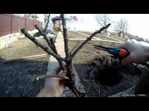 Видео: Весенняя посадка розы.