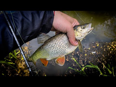 Видео: МИКРО ВОБЛЕРЫ КОСЯТ РЫБУ на РУЧЬЕ / XUL РЫБАЛКА на ГОЛАВЛЯ