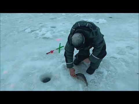 Видео: Форель активизировалась после запуска. Клёвое место, Лосиный остров.