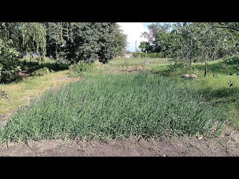 Видео: Обзор верхнего огорода