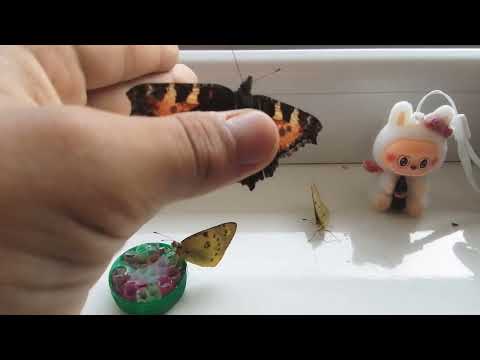 Видео: Новие види!