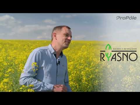 Видео: Сорт чи Гібрид озимого ріпаку: ось в чому питання!