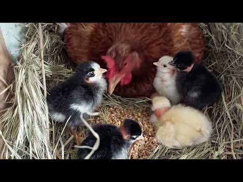 Видео: КУРИЦА НАСЕДКА ВЫВЕЛА ЦЫПЛЯТ / домашнее выращивание кур