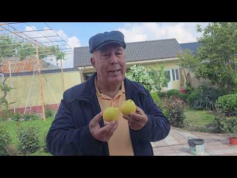 Видео: Ноки Ғарм яке аз беҳтарин нокҳо мебошад.