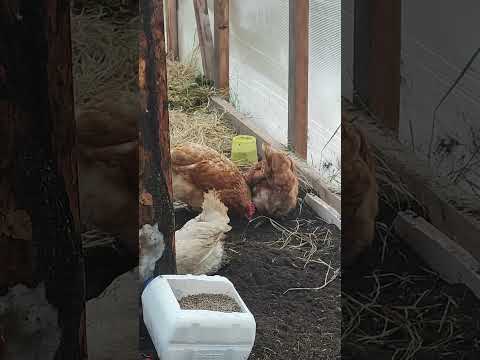 Видео: курочки на зиму переезжают в теплицу 