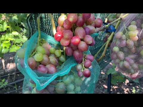 Видео: Фильм 2. Очень ранние формы винограда, которые заслуживают высокой оценки.