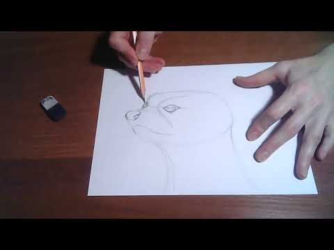 Видео: Зарисовка Видри олівцем