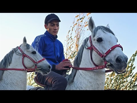 Видео: МАНА ПОЛВОННИ ОТИ...#horse #конноеранчо #otbozor #rek