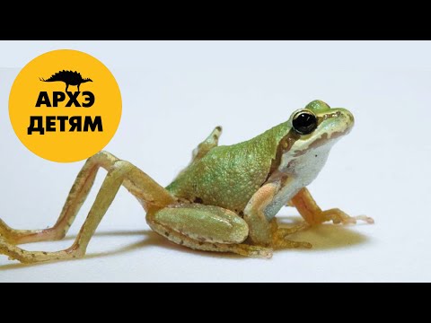 Видео: Паразиты – великие и ужасные  | Вадим Марьинский (выпуск 18)