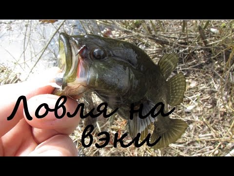 Видео: Способы ловли ротана на спиннинг - ВЭКИ