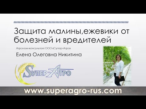 Видео: Защита малины и ежевики от болезней и вредителей