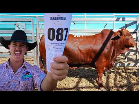 Видео: 280 тысяч долларов за быка! Это безумие?