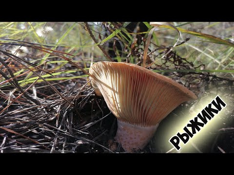 Видео: Я УСТАЛ ИХ РЕЗАТЬ!МАССОВЫЙ СБОР РЫЖИКОВ В ОКТЯБРЕ.ГРИБЫ ОСЕНЬЮ 2021