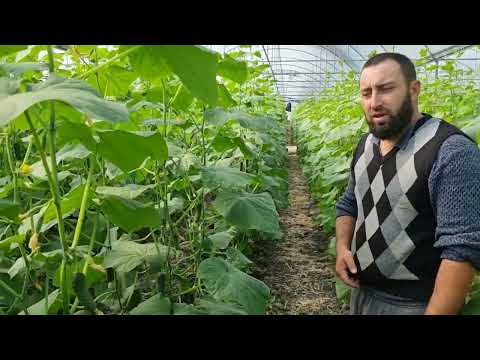 Видео: В гостях у Гарника, сравниваем Мадрилене и Бьёрн, питание, защита, схема посадки.