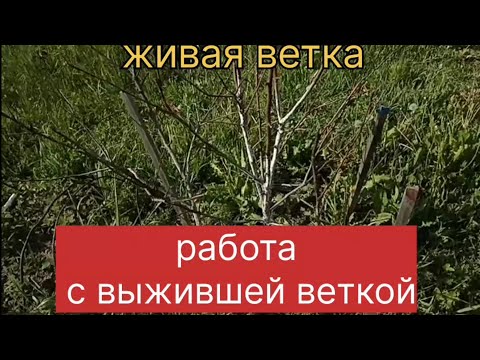 Видео: Работа с выжившей веткой.