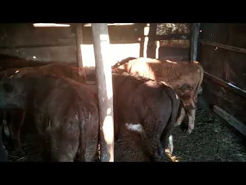 Видео: Прибыль и затраты на одного бычка! Откорм бычков!