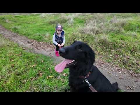 Видео: znakomstvo s sobakami#пес #fannydog #суперсобака #puppy #retreiver #fypシ #doglife #dog #собаки