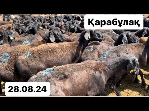Видео: Қарабұлақ мал базары 28.08.24 Қой. Қозы. Қошқар. Тоқты. Тұсақ. Саулық