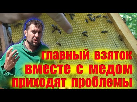 Видео: Гнездо заливают мёдом. Матке негде сеять. Главный взяток у пчел. Проблемы ожидают после подсолнуха