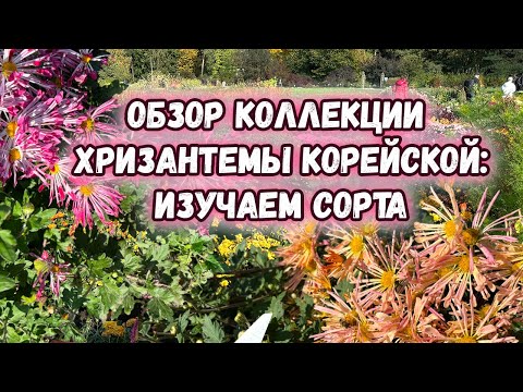 Видео: Коллекция хризантемы корейской - огромный обзор сортов