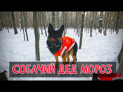 Видео: БАНДА ДЕДОВ МОРОЗОВ НА ПРОГУЛКЕ