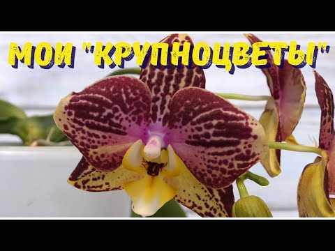 Видео: Мои "крупноцветы". Исследуем фаленопсисы-стандарт. Ч.2