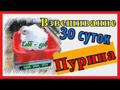 Видео: Вес бройлера Кобб-500 в 30 дней. Пурина