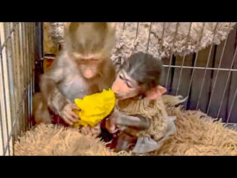 Видео: Посмотрите КАК ведут себя Люся и Степка когда никто их не видит)))