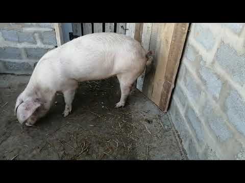 Видео: Как покрыть Молодую свинку Большим хряком .