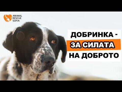 Видео: Добринка - силата на доброто