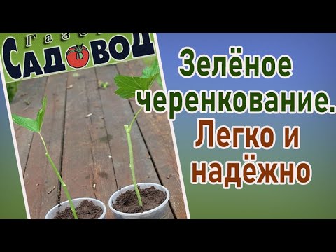 Видео: Зеленое черенкование. Легко и надежно