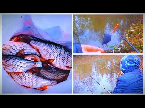 Видео: Плоский поплавок + болтушка = ВСЯ РЫБА ТВОЯ !)