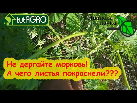 Видео: КОГДА и КАК УБИРАТЬ МОРКОВЬ и СВЁКЛУ. Убираем корнеплоды и готовим к хранению без потерь.