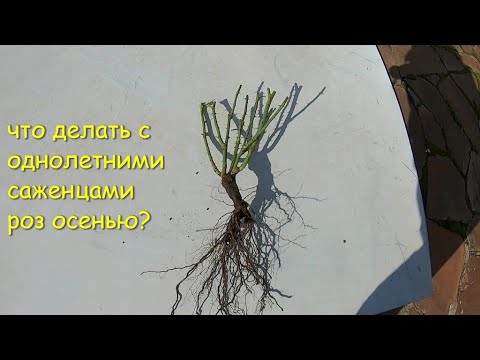 Видео: Однолетние саженцы роз осенью. Обрезать или пригнуть?