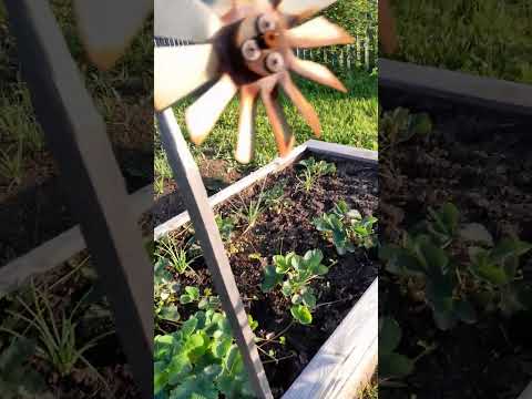 Видео: Как побороть дроздов.ВСё по понятиям.