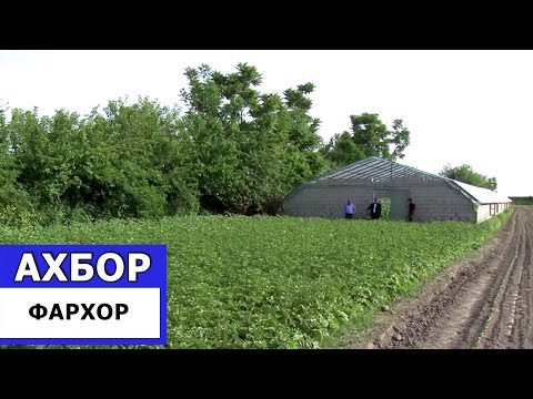 Видео: Кишти зироати кишоварзи дар ноҳияи Фархор / Ахбори Точикистон