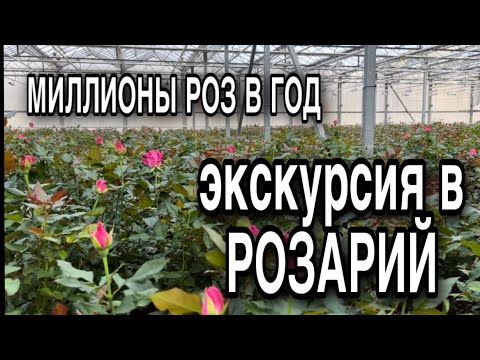 Видео: Роза круглый год. Экскурсия в розарий