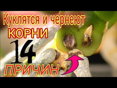 Видео: ☝️ Вот от чего закукливаются корни орхидеи❗️❗️❗️ Как раскуклить и заставить расти🚀