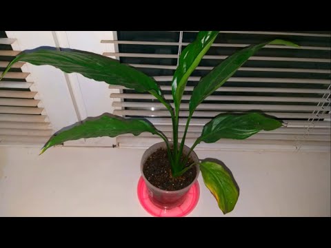 Видео: Лечим спатифиллум от грибковой болезни