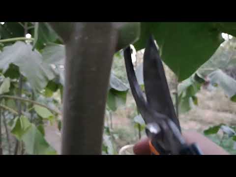 Видео: Павловния. Как убрать листья и не повредить ствол?