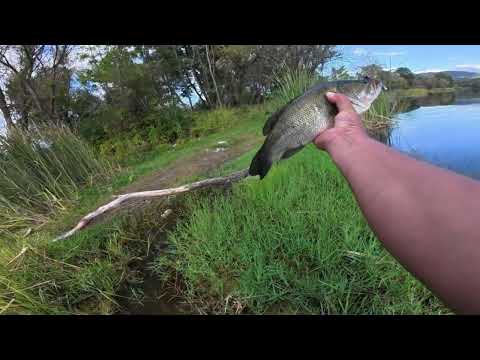 Видео: Зелена буца от Бистрака