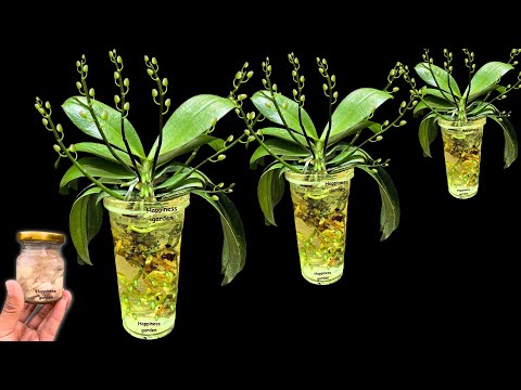 Видео: Волшебная вода! Сделайте сад орхидей здоровым и расцветайте множеством волшебных цветов.