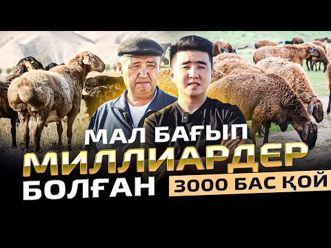 Видео: Назарбаев қолдаған шаруашылық. 7000 гектар жерде 3000 бас қой. Мал шаруашылығы