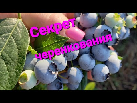 Видео: СЕКРЕТ черенкования голубики.