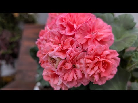 Видео: 218. ЮГ Осінній поцілунок 🍂🍁( ЮГ Осенний поцелуй) Вперше розквітла під лампами. Вразила!💘особлива 🥰 