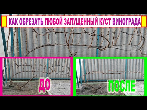 Видео: 🍇 Как ОБРЕЗАТЬ ЛЮБОЙ  ЗАПУЩЕННЫЙ куст винограда. Просто повторите ЭТОТ ПРОСТОЙ прием! Переформировка