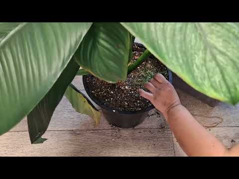 Видео: Пересадка Канифоль+ небольшой обзорчик 21.10.25