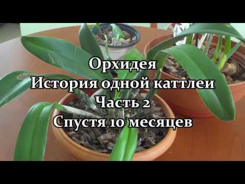 Видео: 🌺 Орхидея. История одной каттлеи. Часть 2. Спустя 10 месяцев