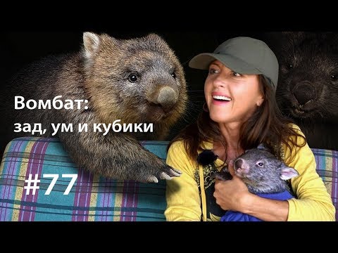 Видео: Вомбат: ум, зад и кубики // Всё как у зверей #77